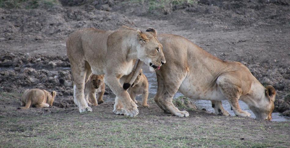 Löwenbabys