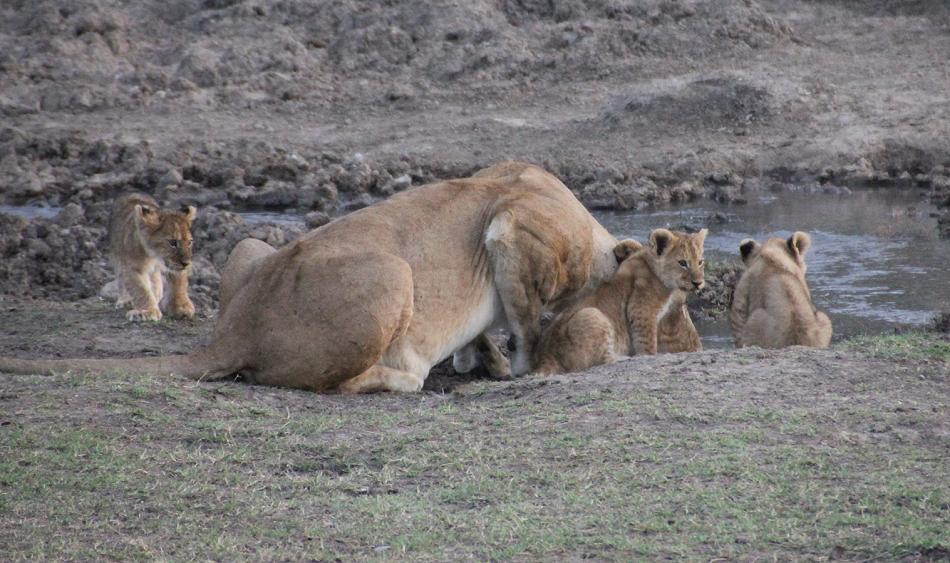 Löwenbabys