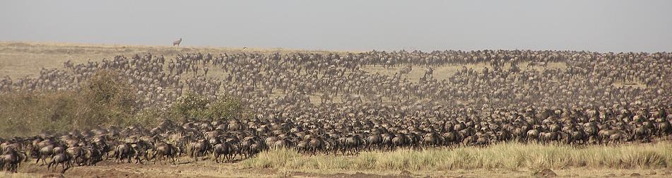 Löwen jagen Gnus, Masai Mara