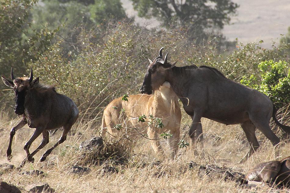 Löwen jagen Gnus, Masai Mara