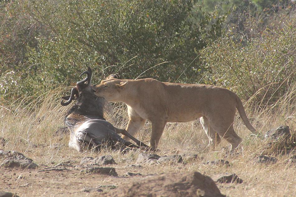 Löwen jagen Gnus, Masai Mara