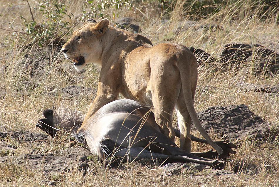 Löwen jagen Gnus, Masai Mara