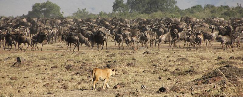 Löwen jagen Gnus, Masai Mara
