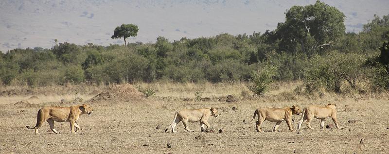 Löwen jagen Gnus, Masai Mara