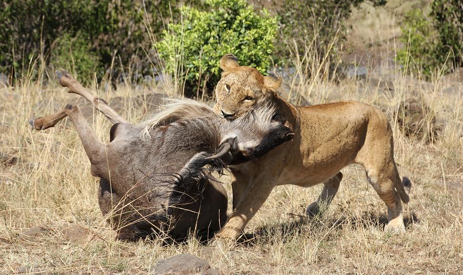 Löwen jagen Gnus, Masai Mara