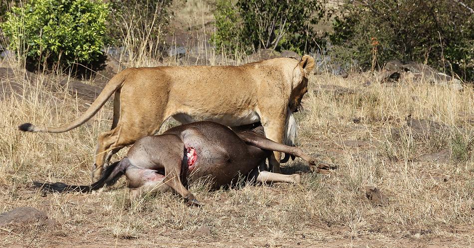 Löwen jagen Gnus, Masai Mara
