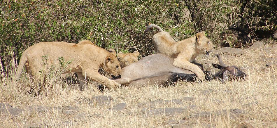 Löwen jagen Gnus, Masai Mara