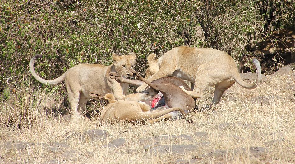 Löwen jagen Gnus, Masai Mara