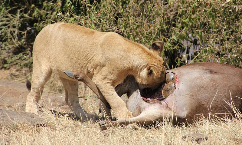 Löwen jagen Gnus, Masai Mara