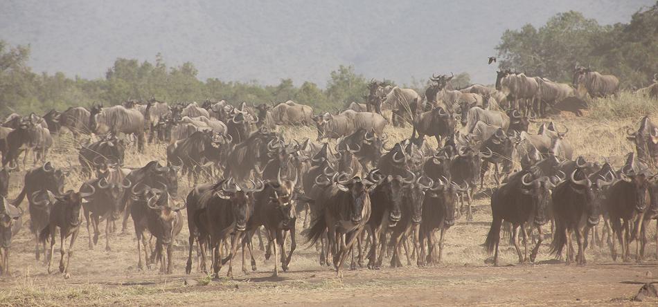 Löwen jagen Gnus, Masai Mara