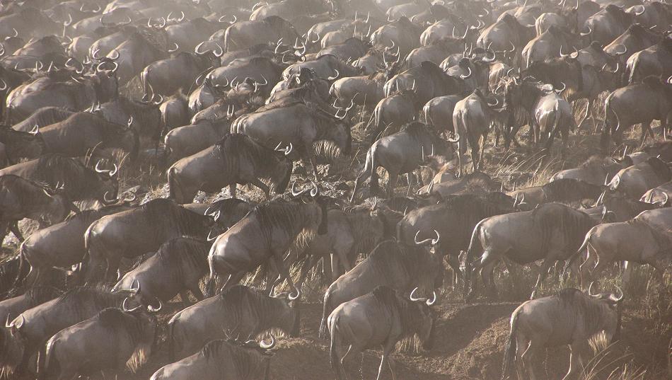 Löwen jagen Gnus, Masai Mara