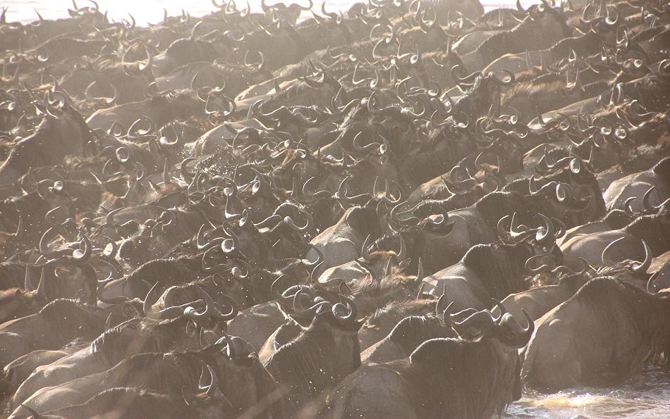 Löwen jagen Gnus, Masai Mara