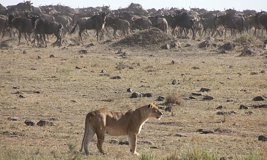 Löwen jagen Gnus, Masai Mara