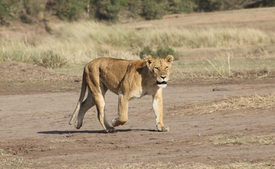 Löwen jagen Gnus, Masai Mara
