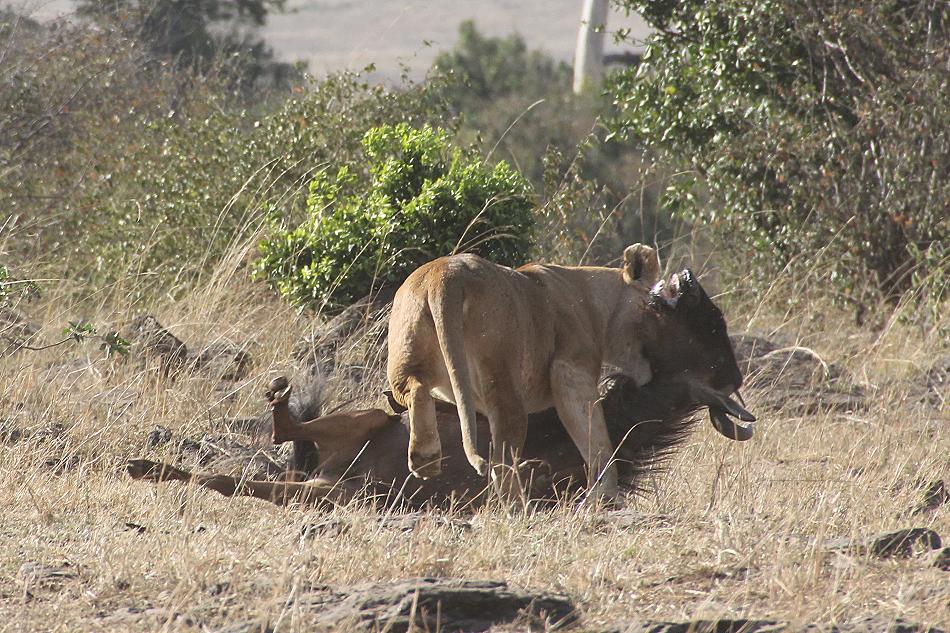 Löwen jagen Gnus, Masai Mara
