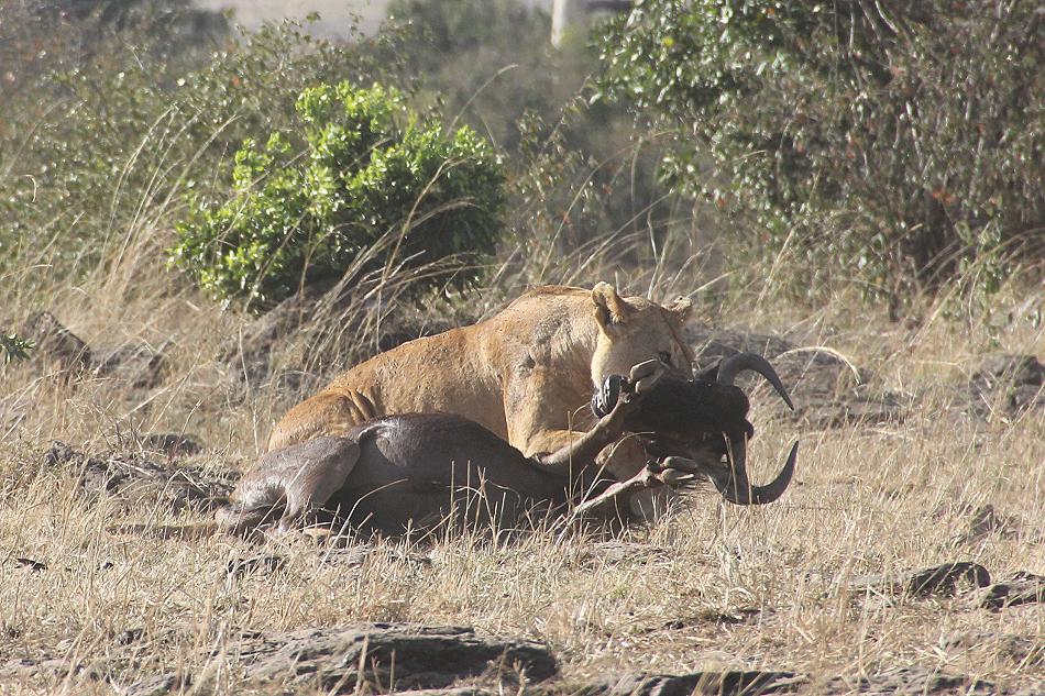 Löwen jagen Gnus, Masai Mara