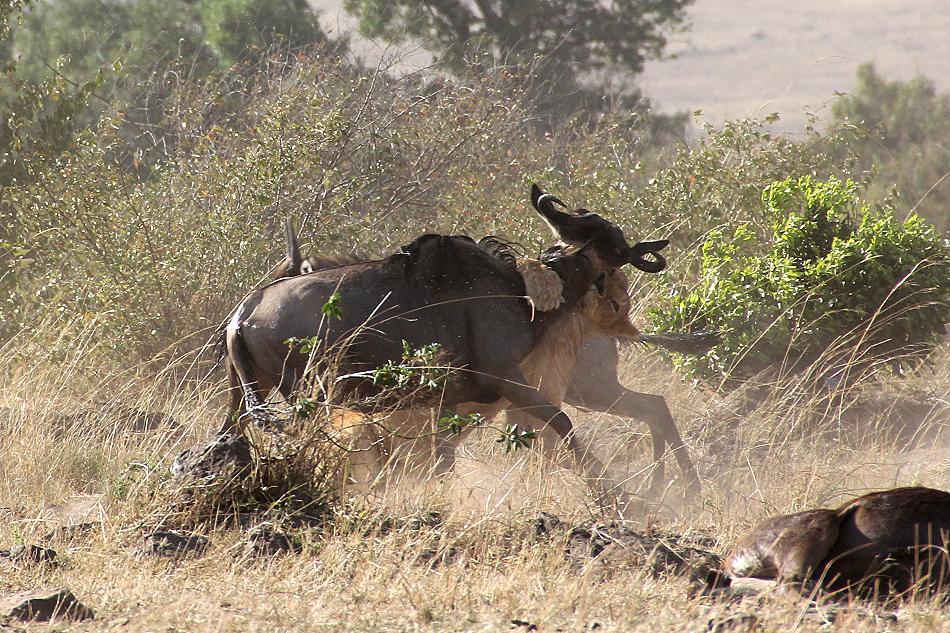 Löwen jagen Gnus, Masai Mara