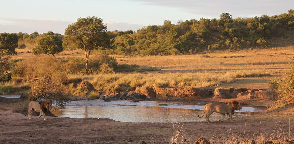 Löwen, Masai Mara
