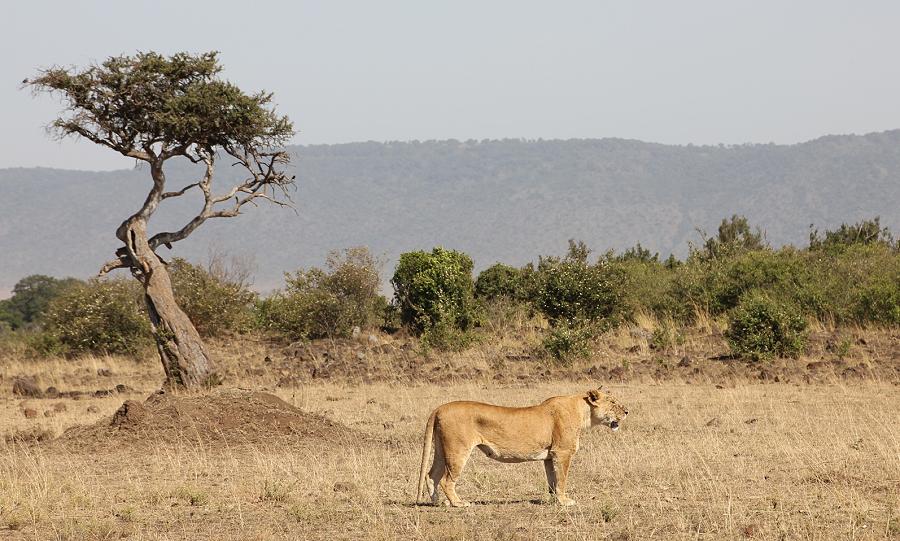 Mara Eden Safari Camp