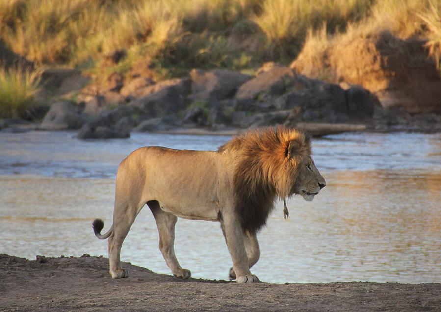 Löwen, Masai Mara