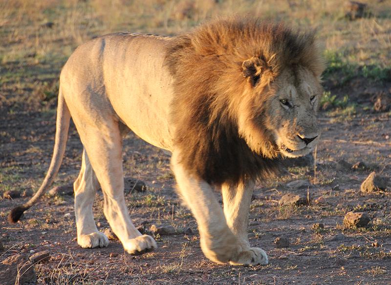Löwen, Masai Mara