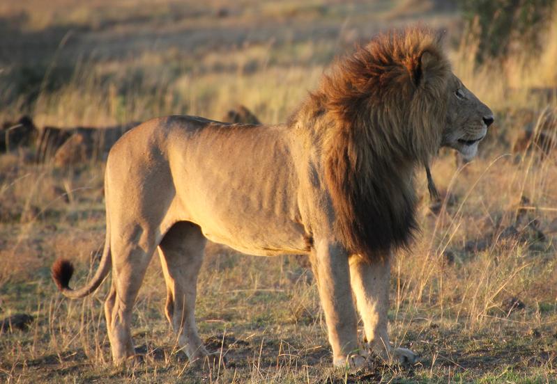 Löwen, Masai Mara