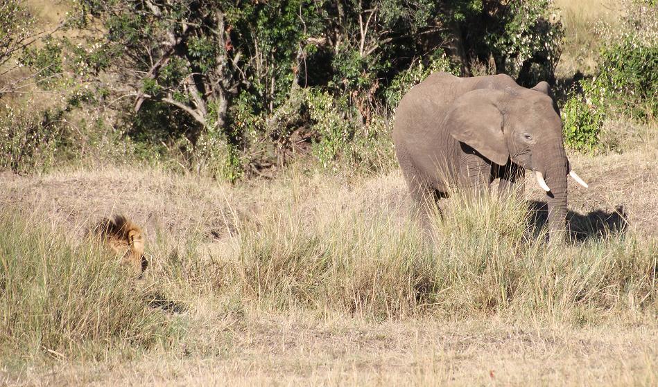Elefant begegnet Löwe