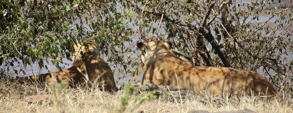 Löwen jagen Gnus, Masai Mara