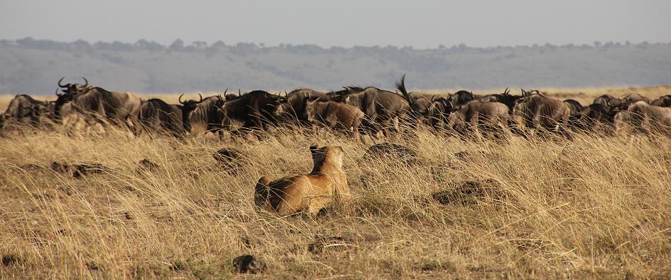 Löwen jagen Gnus, Masai Mara