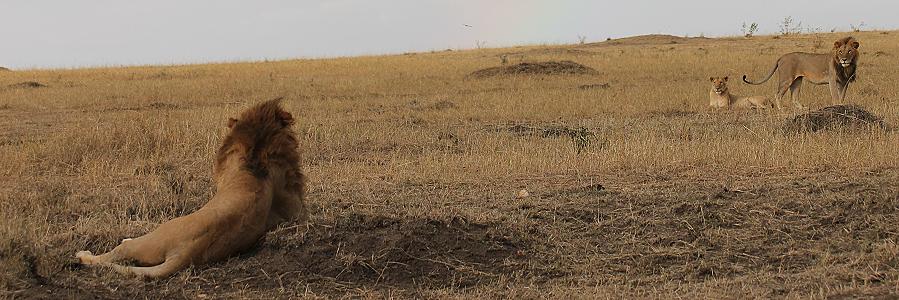 Mara Lion Project