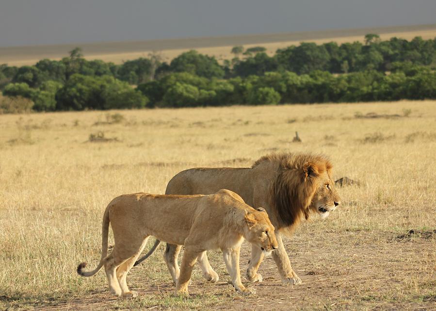 Mara Lion Project