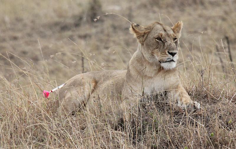 Mara Lion Project