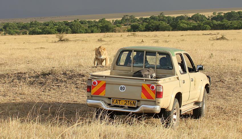 Mara Lion Project