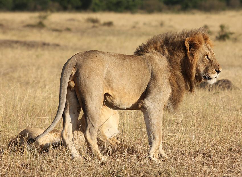 Mara Lion Project
