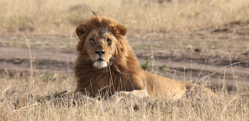 Mara Lion Project