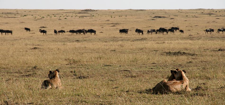 wildebeest migration 2015 - Mara