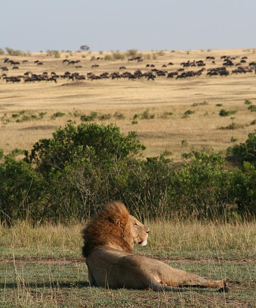 wildebeest migration 2015 - Mara