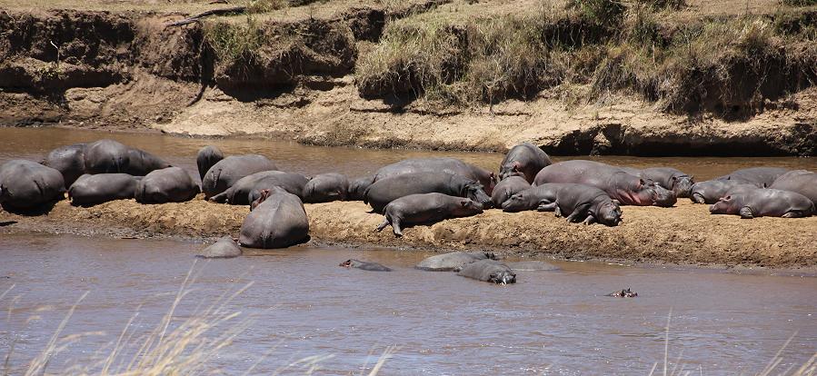 Gnus und Zebras trinken am Mara River