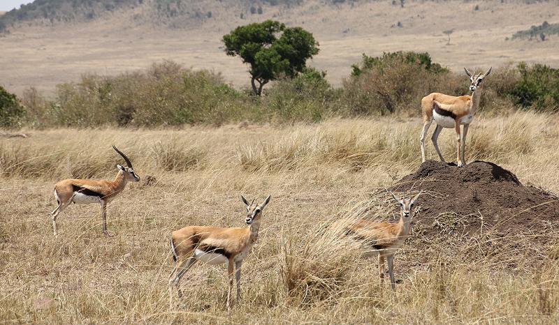 Thomson Gazellen, Masai Mara