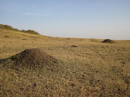Masai Mara September 2015