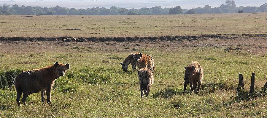 Masai Mara September 2015