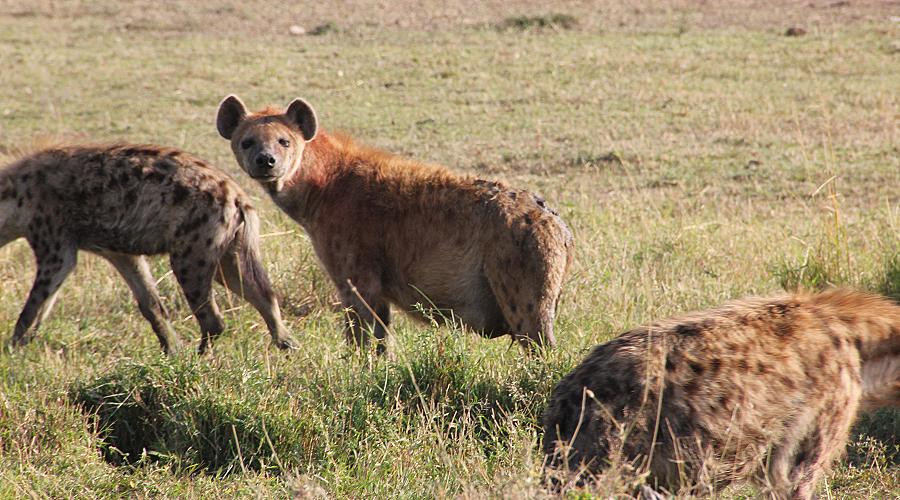 Masai Mara September 2015