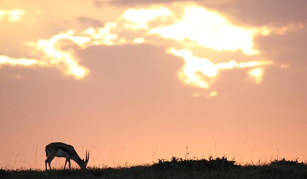 Thomson Gazelle im Sonnenaufgang