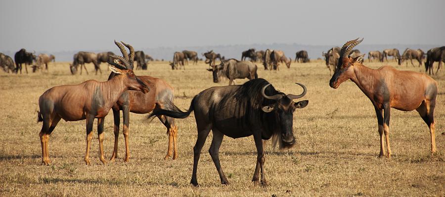 Masai Mara September 2015