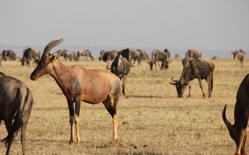 Masai Mara September 2015