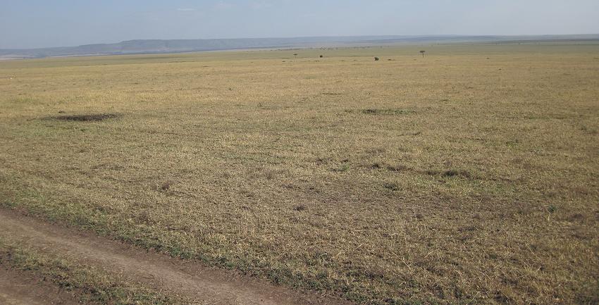 wildebeest migration 2015 - Mara