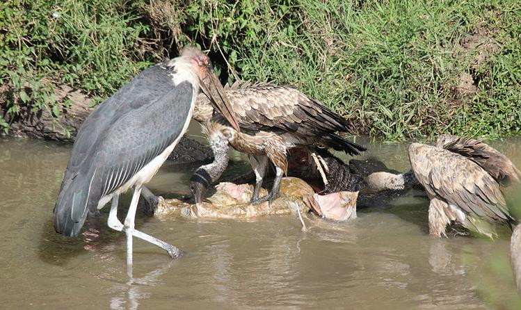 Marabu und Geier