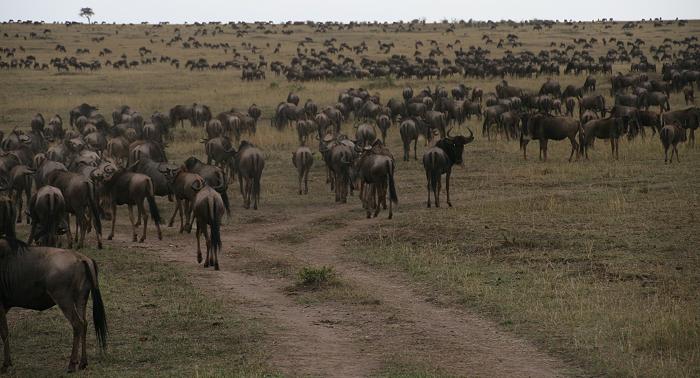 wildebeest migration 2015 - Mara