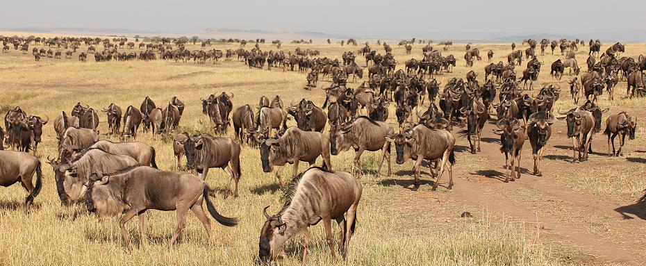 wildebeest migration 2015 - Mara