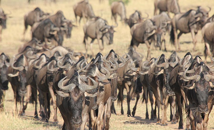wildebeest migration 2015 - Mara